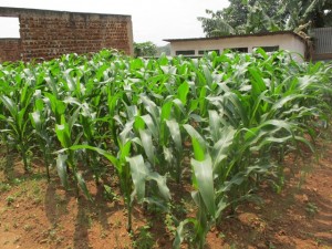 maize garden in Uganda