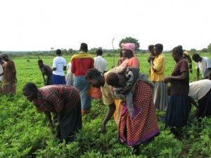 Women farming in their group garden in Gulu