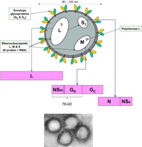 Rifte Valley Fever structure