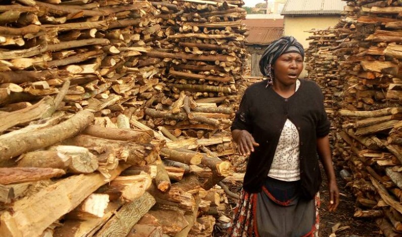 Ggaba’s firewood selling is among the booming businesses for the surrounding islands on lake victoria
