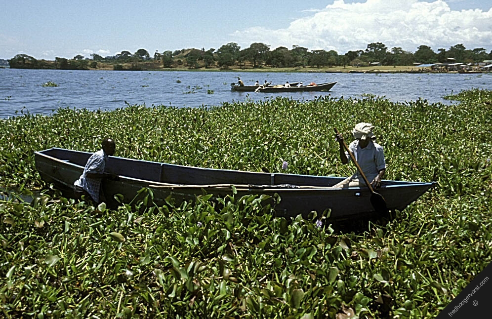 Water hyacinth re-appears on Uganda’s Lake Victoria
