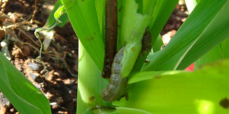 Army worm to stay in farmers gardens as more research is done