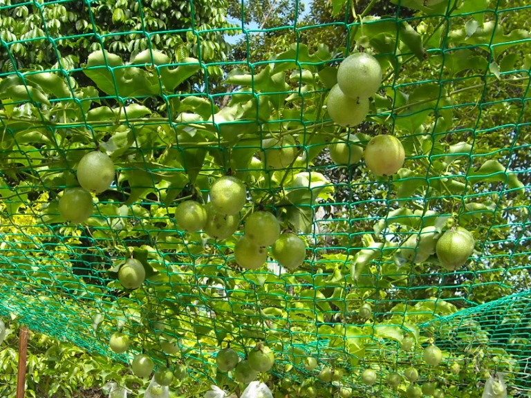 Earn big from growing passion fruits