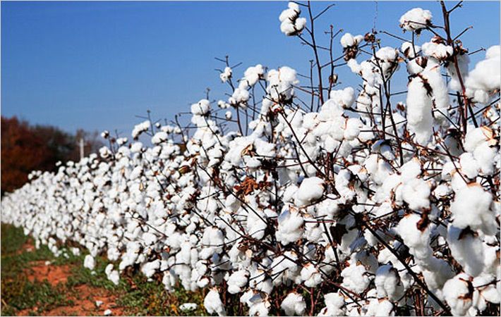 Ministry signs MoU with Turkish company to promote cotton production