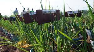 MPs warn on continued delay in signing  GMO bill into law