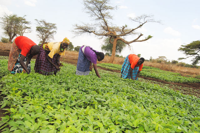 FAO urges media in Uganda to prioritize reporting on commercial forestry and environment