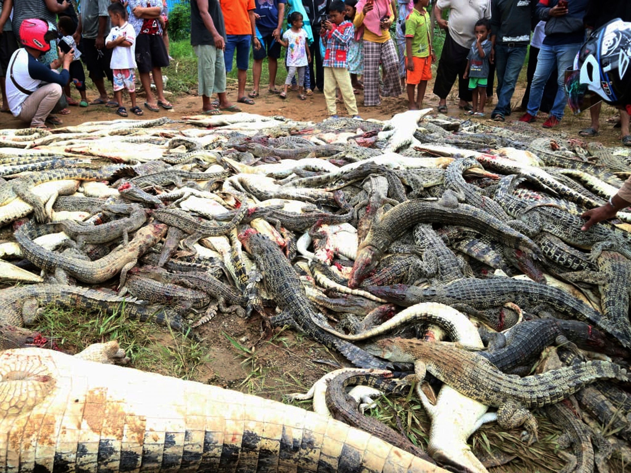 300 crocodiles slaughtered by an angry mob in Indonesia after killing a man