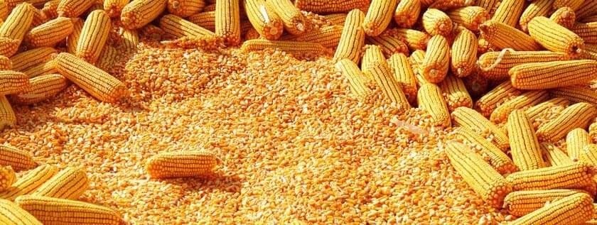 Government to Avail Shs100b to re-stabilize maize prices