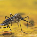 Yellow Fever Outbreak in Uganda, Health Minister Dr Jane Ruth Aceng Confirms