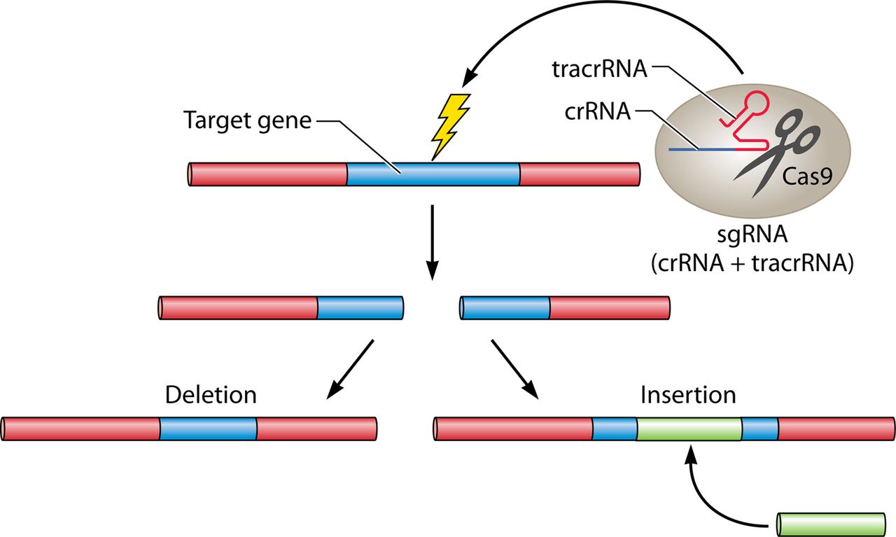 Example of gene-editing process using CRISPR Cas 9
